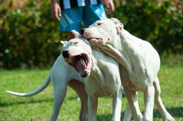 Two young Dogo Argentino dogs playing together outdoors Two young Dogo Argentino dogs playing together outdoors on a green grass dogo argentino stock pictures, royalty-free photos & images