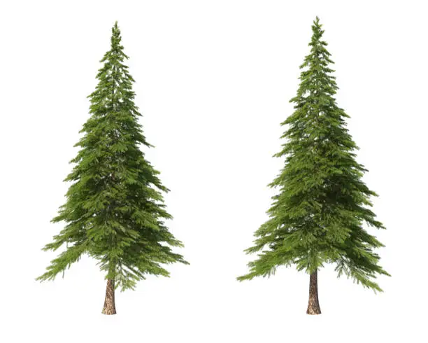 Landscaping. Coniferous trees on an isolated background. Spruce. 3d illustration.