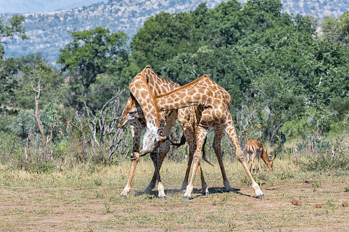 Dos jirafas de toros luchando con sus cuellos, llamados cuello photo