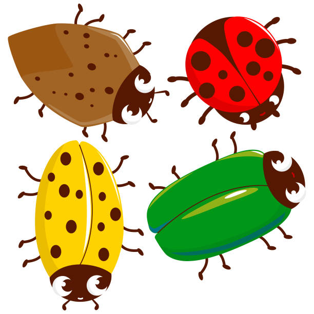 Cartoon bugs collection. Vector illustration Set of cute colorful bugs. Vector illustration rose chafer cetonia aurata stock illustrations