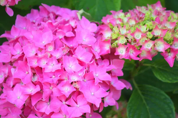 Stock photo of large bright forever pink mophead hydrangea shrub bush covered with flowers, petals and flowerbuds opening, isolated against green leaves gardening background, growing in sunny summer garden with ericaceous acid soil