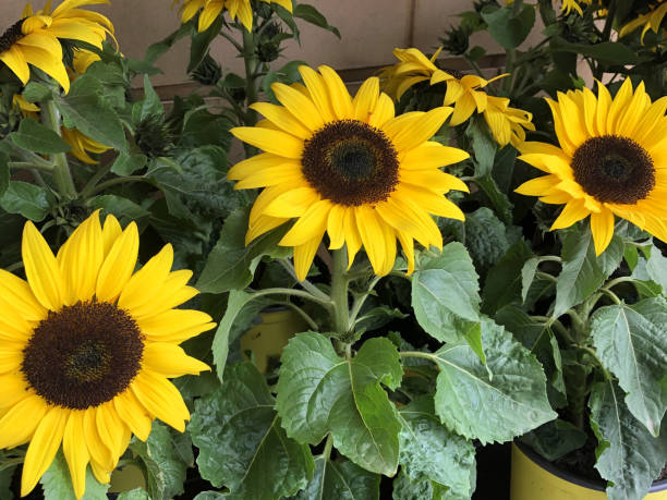 Photo of Image of flower pots of dwarf sunflowers in group with multi blooms, yellow petals, flowerbuds and black seed heads, short small sunflower plants for sale at supermarket garden centre, Helianthus annuus cultivar growing as annual summer pot plants