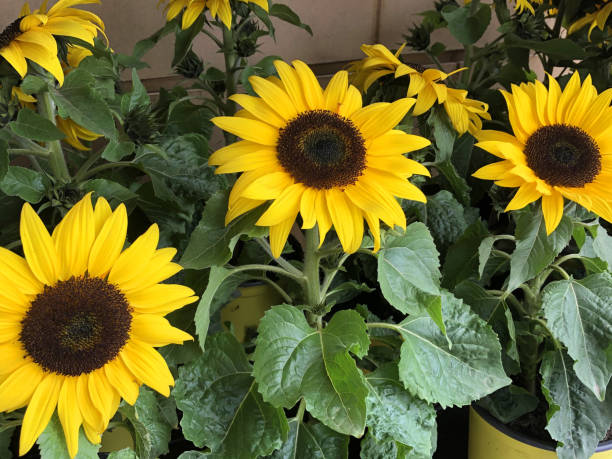 image of flower pots of dwarf sunflowers in group with multi blooms, yellow petals, flowerbuds and black seed heads, short small sunflower plants for sale at supermarket garden centre, helianthus annuus cultivar growing as annual summer pot plants - flower head annual beauty close up imagens e fotografias de stock