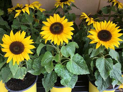 Stock photo of dwarf sunflowers in group with multi blooms, yellow petals, flowerbuds and black seed heads in flower pots, short small sunflower plants for sale at supermarket garden centre, Helianthus annuus cultivar growing as annual summer pot plants