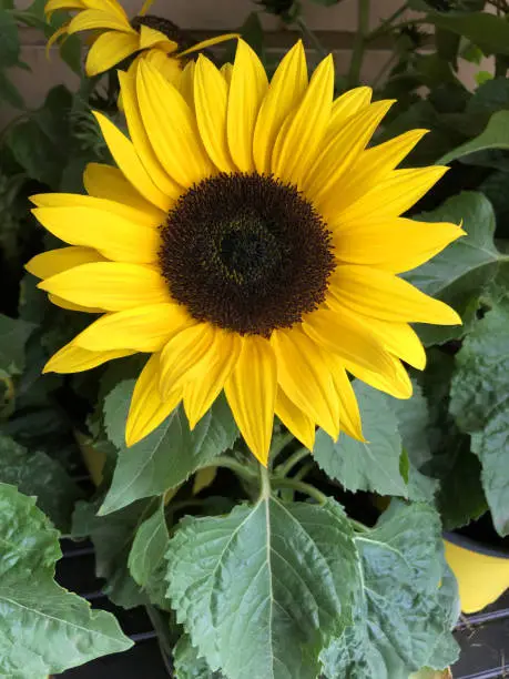 Stock photo of dwarf sunflowers in group with multi blooms, yellow petals, flowerbuds and black seed heads in flower pots, short small sunflower plants for sale at supermarket garden centre, Helianthus annuus cultivar growing as annual summer pot plants