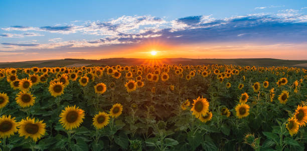 istock Sunflowers field during summer-time at sunset 1162284370