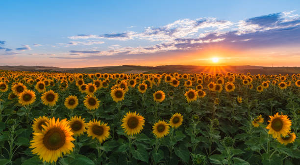 istock Sunflowers field during summer-time at sunset 1162284431