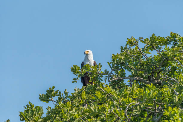 istock African fish eagle, Haliaeetus vocifer, in a tree 1162284707