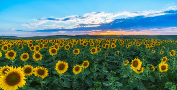 istock Sunflowers field during summer-time at sunset 1162285478