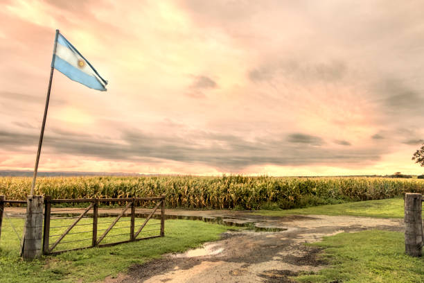 Argentina flag in corn cultivation in the humid pampa, Córdoba, Argentina. stock photo