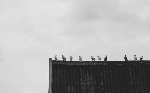 Pigeons siting on the roof