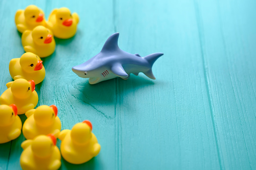 Group of yellow rubber ducks forming a defensive group on an old turquoise colored wooden table background, conceptually representing water, facing a ferocious rubber shark. Concept image relating to defense, standing up to threats, courage, fearless, conquering adversity, safety, danger, teamwork, safety in numbers etc.