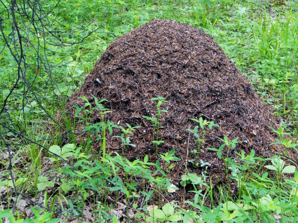 istock anthill in the birch forest in the southern Urals 1162285879