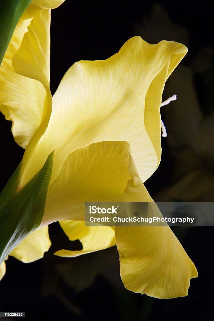 Gladiole Blumen Blüte Iridaceae - Lizenzfrei Gelb Stock-Foto