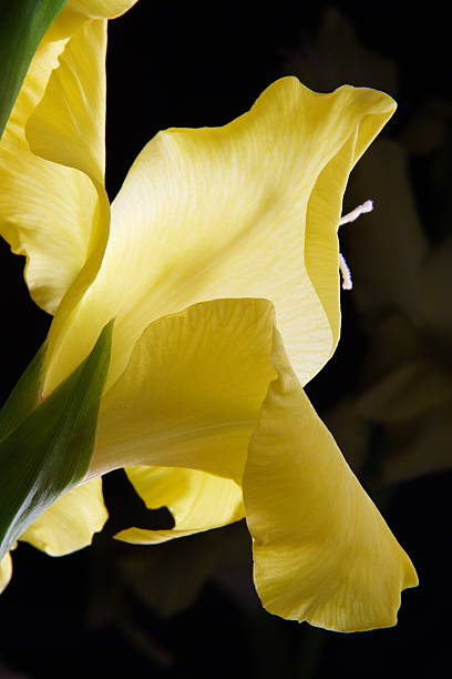 gladiolo flores que brotan iridaceae - gladiolus single flower flower yellow fotografías e imágenes de stock
