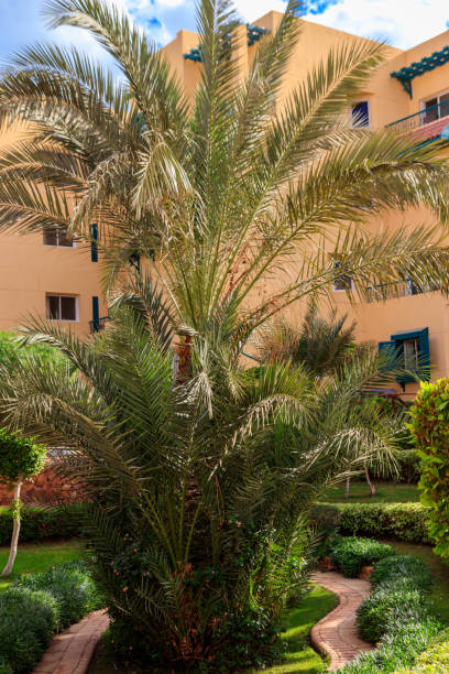 istock Tall date palm tree in the garden 1162287847