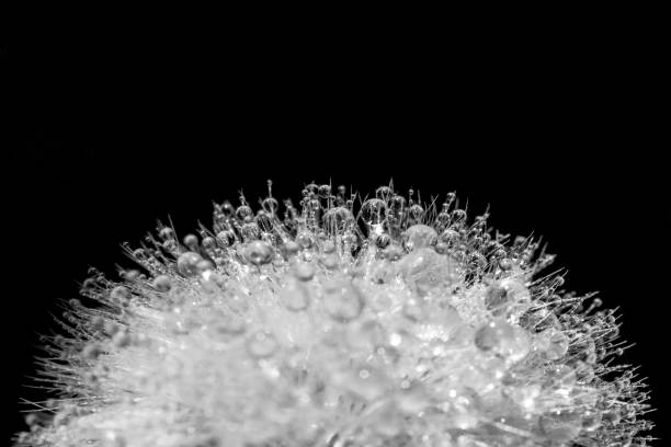Close up of dew drops on a dandelion, black and white