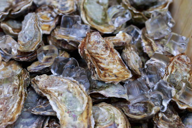 Fresh oysters with ice cubes