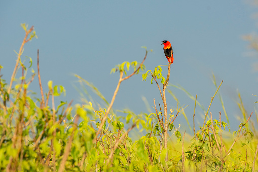 Northern red bishop (Euplectes franciscanus)  at the shores of river Nile, Murchison Falls National Park, Uganda, Africa
