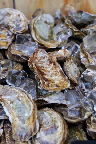 Fresh oysters with ice cubes