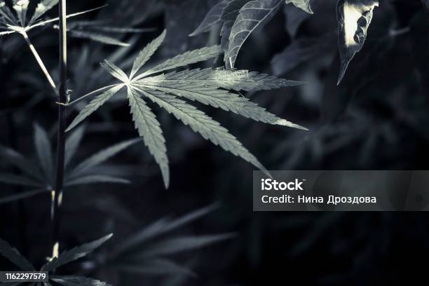 Hemp Stock Photo - Download Image Now - Arrest, Cannabis Plant, Marijuana - Herbal Cannabis
