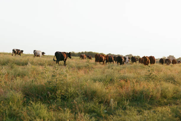 istock Cows on a farmland in Ukraine 1162298743