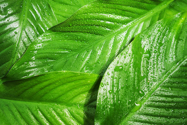 istock Green fresh leaves with raindrop, beautiful natural pattern background. 1162300135