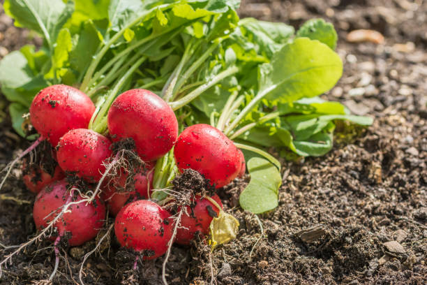Freshly picked radishes lie on a bed Self-catering, vegetable garden radish stock pictures, royalty-free photos & images