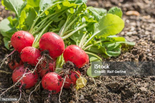 Freshly Picked Radishes Lie On A Bed Stock Photo - Download Image Now - Radish, Vegetable Garden, Vegetable