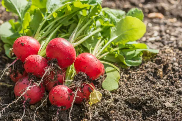 Photo of Freshly picked radishes lie on a bed