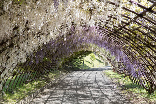 The tunnel of Japan Wysteria floribunda flower at Wisteria Garden. tunnel of Japan Wysteria floribunda flower at Wisteria Garden. fukuoka city photos stock pictures, royalty-free photos & images