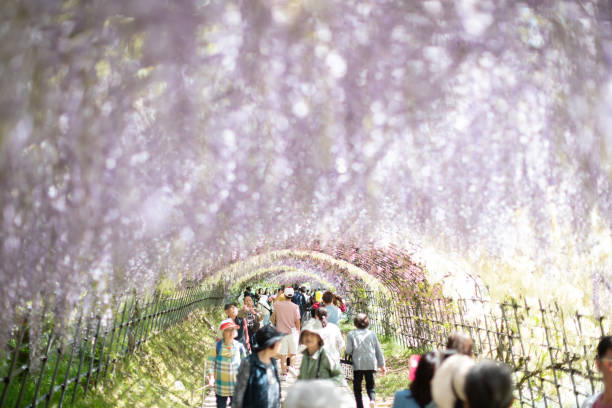 the beautiful tunnel of Wysteria floribunda flower at Kawachi Fuji Wisteria Garden. stock photo