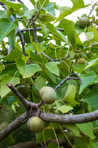 Beautiful kukui nut, candle nut tree tiny white flowers and silvery green leaves on Oahu, Hawaii. Native Hawaiians used kukui nuts in many ways such as extracting oil, making leis, as ink, varnish, dye and using the wood to make canoes. hermosa nuez kukui, árbol de la vela pequeñas flores blancas y hojas verdes plateadas en oahu, hawái. los nativos hawaianos usaban nueces kukui de muchas maneras, como extraer aceite, hacer leis, como tinta, barniz, teñir y usar la madera para hacer ca