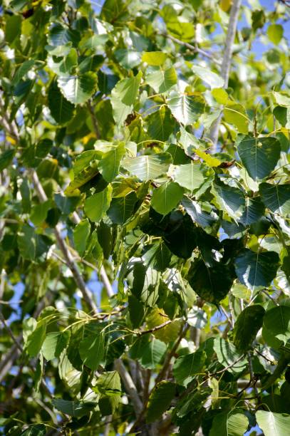 istock Ficus religiosa leaves in garden 1162305393