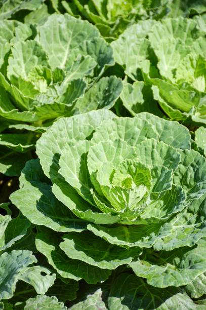 istock green cauliflower plants in vegetable garden 1162305482