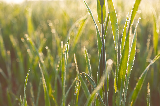 Close-up of a field of wheat. Ears are very close. Water droplets appear on it. \nSelected focus. Morning hours. Wheat ears are still green. No harvest. Early hours of the morning. Or the sun sets in the evening. Sun rays sparkles.