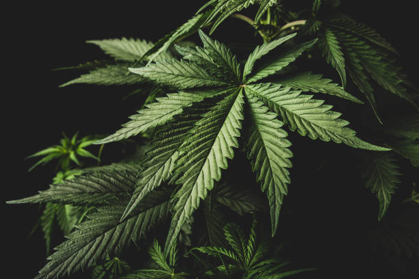 cannabis leaf - water weed imagens e fotografias de stock