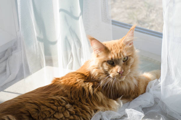 istock Large red marble Maine coon cat lies on a white curtains 1162306353