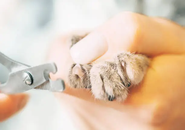Female veterinarian holding cat paw and trimming claws with clippers, close-up.