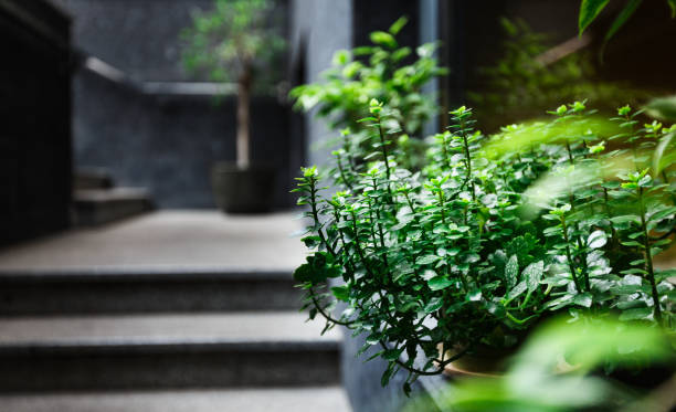 istock Natural green plants and trees in pots for modern cafe interior 1162307892