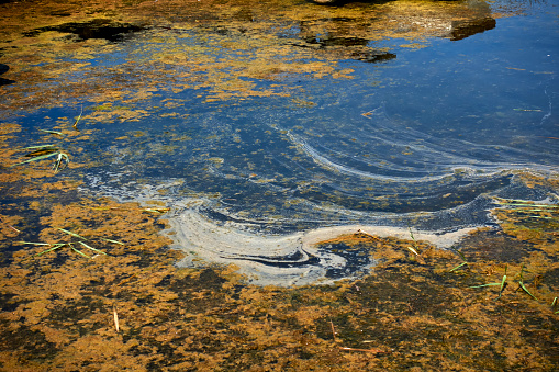 Algae drift on water surface