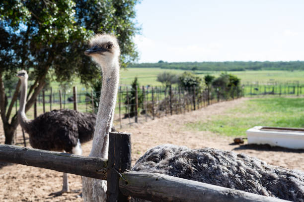 istock African ostrich in safari. 1162310347