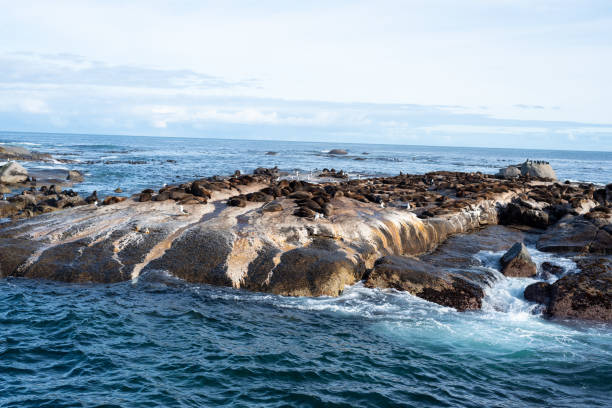 istock African wild seals on island. 1162310360