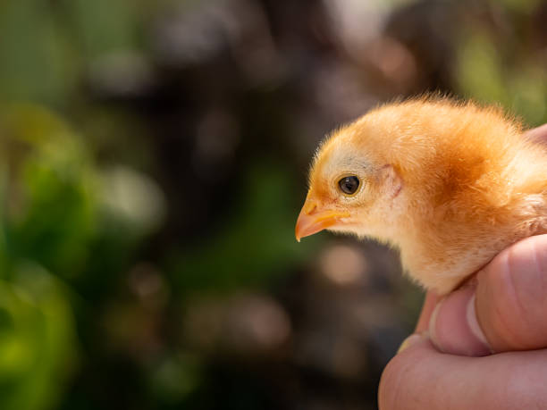 istock holding a chick in the hands showing affection and creating a feeling of safety and security 1162311367
