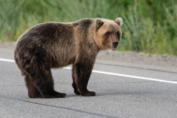 istock Wild terrible Kamchatka brown bear standing on asphalt road 1162312361