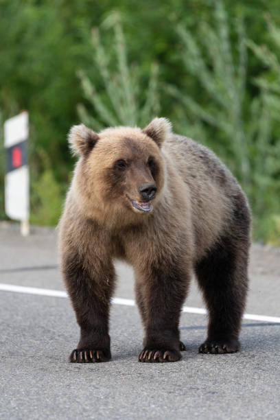 istock Kamchatka brown bear standing on asphalt road 1162312513