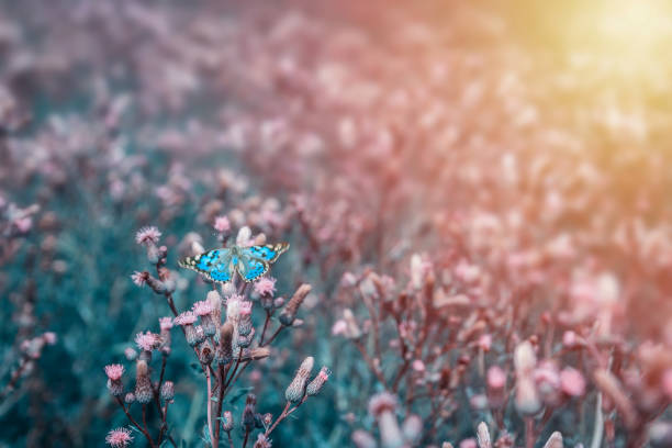 Nice blue butterfly with open wings sit on flower. Toned photo