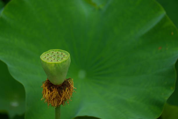 istock lotus flowers give a room after death. 1162312889