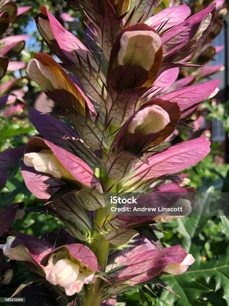 Acanthus Spinosus Spiny Bears Breeches In Flower A Garden In North  Yorkshire England Uk Stock Photo - Download Image Now - iStock