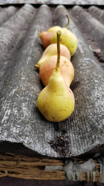 pere gialle mature biologiche da vicino. fila di pere sulla vecchia superficie del tetto dell'eternit intemperie. casale rustico natura morta. tempo di raccolta della frutta in giardino in campagna. cibo sano. stile rustico. - eternit foto e immagini stock